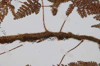 圓蓋陰石蕨藏品圖，第3張