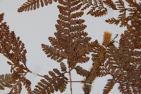 圓蓋陰石蕨藏品圖，第4張