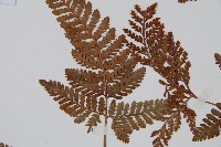 圓蓋陰石蕨藏品圖，第5張