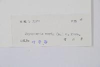 南海鱗毛蕨藏品圖，第2張