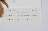 生芽狗脊蕨、頂芽狗脊蕨藏品圖，第2張