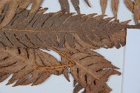 生芽狗脊蕨、頂芽狗脊蕨藏品圖，第3張