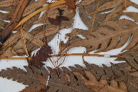 生芽狗脊蕨、頂芽狗脊蕨藏品圖，第4張