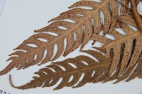 生芽狗脊蕨、頂芽狗脊蕨藏品圖，第5張