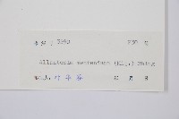 江南短腸蕨藏品圖，第3張