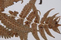 江南短腸蕨藏品圖，第4張