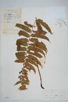 鐮葉瘤足蕨藏品圖，第1張