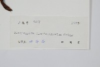 鐮葉瘤足蕨藏品圖，第2張