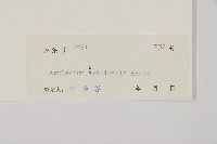 毛軸鐵角蕨藏品圖，第2張