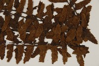 毛軸鐵角蕨藏品圖，第3張