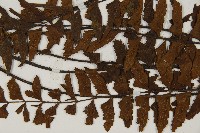 毛軸鐵角蕨藏品圖，第4張