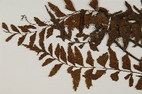 毛軸鐵角蕨藏品圖，第5張