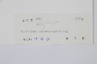 鎌羽雙蓋蕨藏品圖，第2張