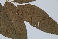 鎌羽雙蓋蕨藏品圖，第3張