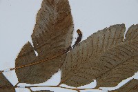 鎌羽雙蓋蕨藏品圖，第4張