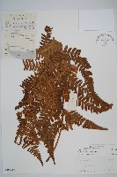 黑足鱗毛蕨藏品圖，第1張