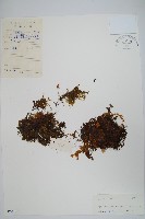 華東膜蕨藏品圖，第1張