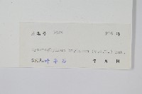 華東膜蕨藏品圖，第2張