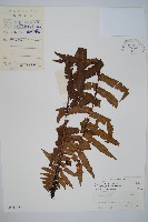 狹鱗鱗毛蕨藏品圖，第1張