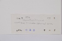 姬蕨藏品圖，第2張