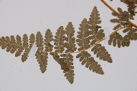 姬蕨藏品圖，第3張