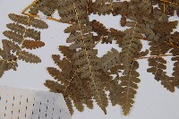 姬蕨藏品圖，第4張