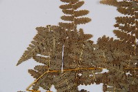 姬蕨藏品圖，第5張