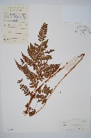 登錄號:P004737藏品圖，第1張