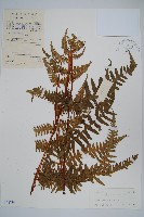 登錄號:P004739藏品圖，第1張