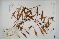 骨牌蕨藏品圖，第1張