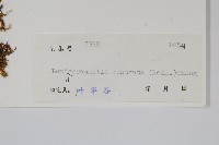 骨牌蕨藏品圖，第2張