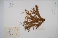 喜馬馬尾杉藏品圖，第1張