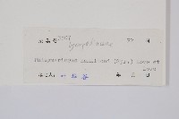 喜馬馬尾杉藏品圖，第2張