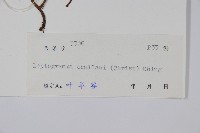 峨眉茯蕨藏品圖，第2張