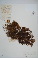 長柄蕗蕨藏品圖，第1張