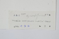 長柄蕗蕨藏品圖，第2張