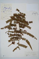 中華裏白藏品圖，第1張