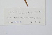 中華裏白藏品圖，第2張