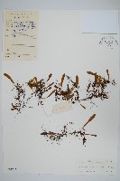 小葉劍蕨藏品圖，第1張