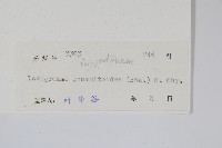 小葉劍蕨藏品圖，第2張