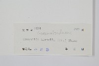 紅毛禾葉蕨藏品圖，第2張