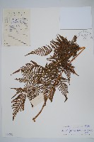 大金星蕨藏品圖，第1張