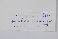 大金星蕨藏品圖，第2張