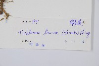 單葉雙蓋蕨藏品圖，第2張