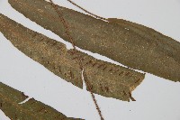 單葉雙蓋蕨藏品圖，第4張