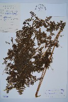 華南鱗蓋蕨藏品圖，第1張