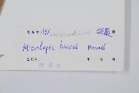 華南鱗蓋蕨藏品圖，第2張
