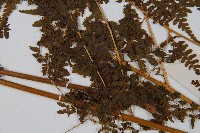 華南鱗蓋蕨藏品圖，第4張
