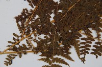 華南鱗蓋蕨藏品圖，第5張
