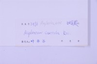 石生鐵角蕨藏品圖，第2張